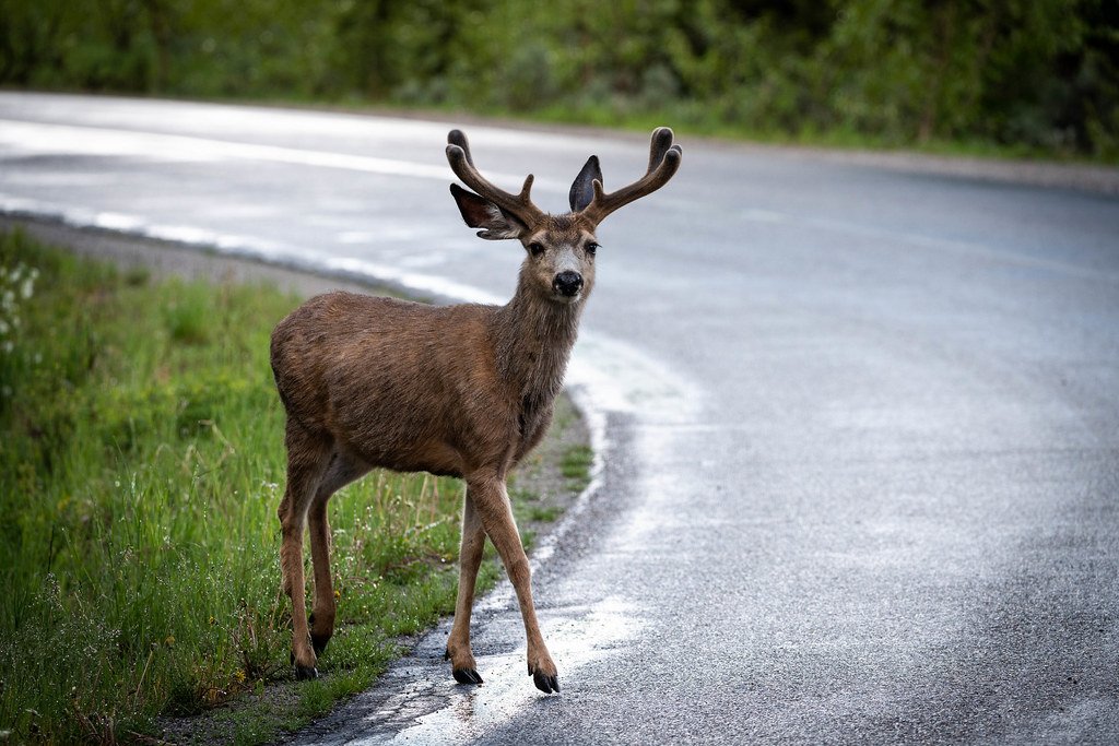 Un cervo attraversa una strada bagnata